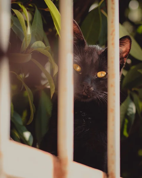 Cute Small Completely Black Cat Bright Yellow Eyes Standing Fence — Stock Photo, Image