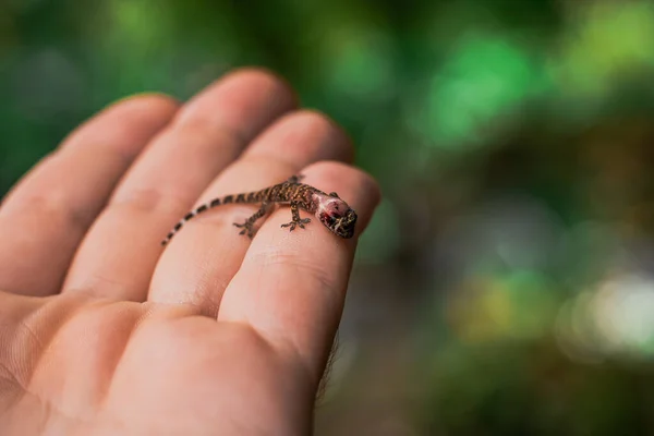 Mały Czarny Żółty Dom Gecko Stojący Męskiej Dłoni Skóra Pozbawiona — Zdjęcie stockowe