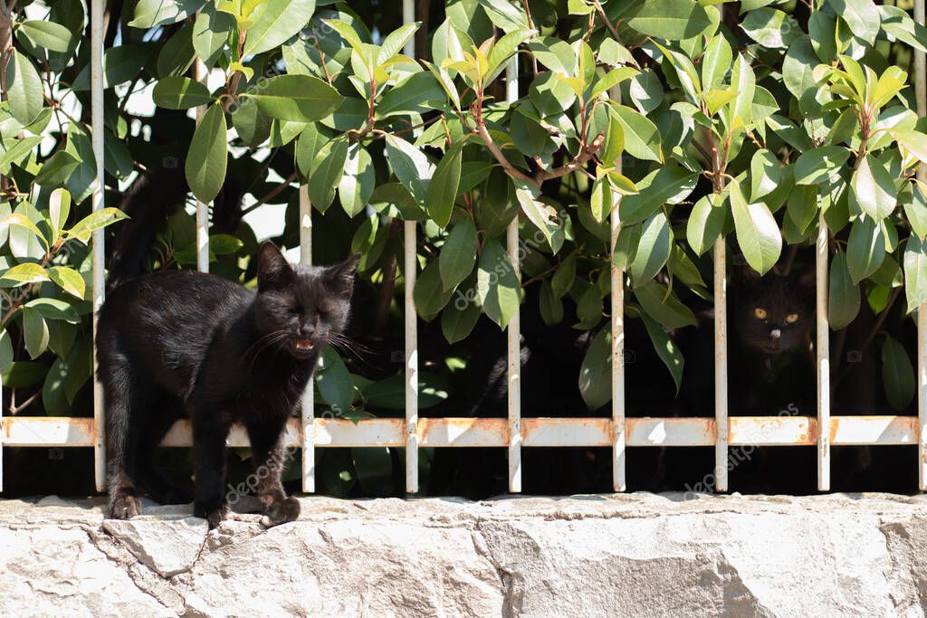 Small black kitten standing on the fence with its eyes closed, meowing at the camera man , wanting to be pet. Its sibling standing behind the fence hidden with his bright yellow eyes showing