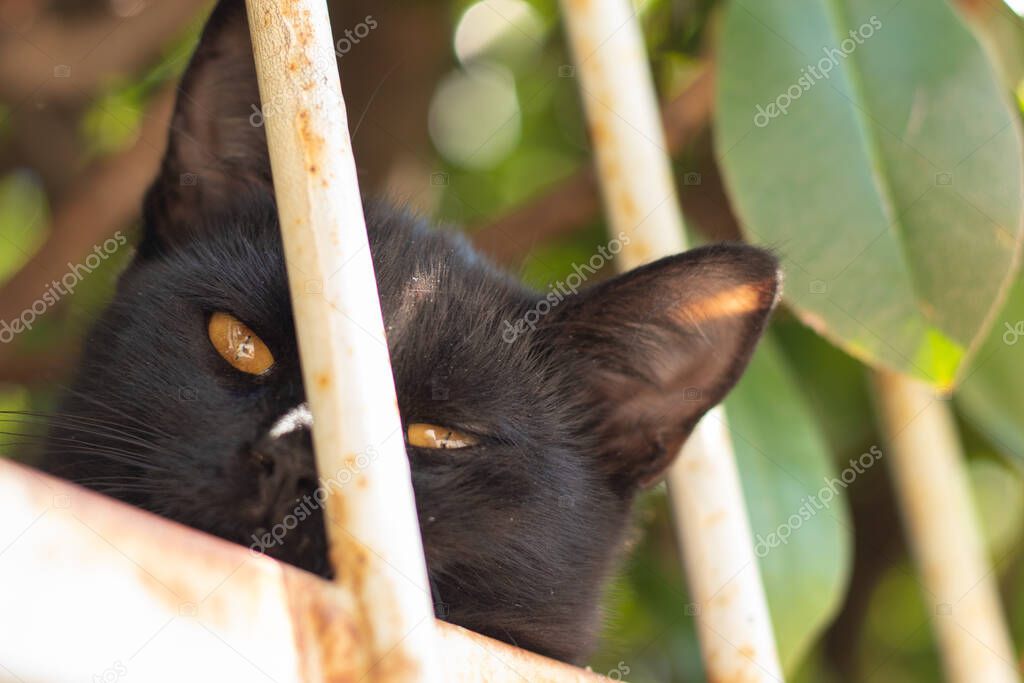 Head of a small black cat lying and sleeping on the fence, looking at the camera