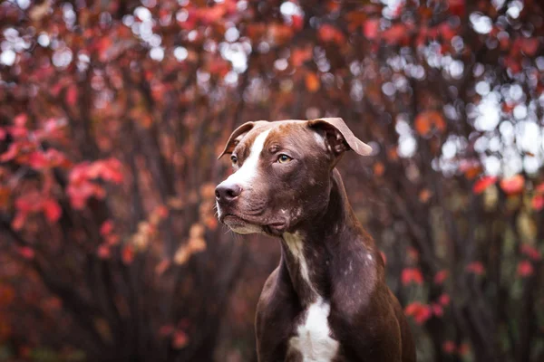 Retrato de um cão da raça um pit bull terrier — Fotografia de Stock