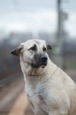 Anadolu Çoban Köpeğinin Portresi (kangal, karabaş)
