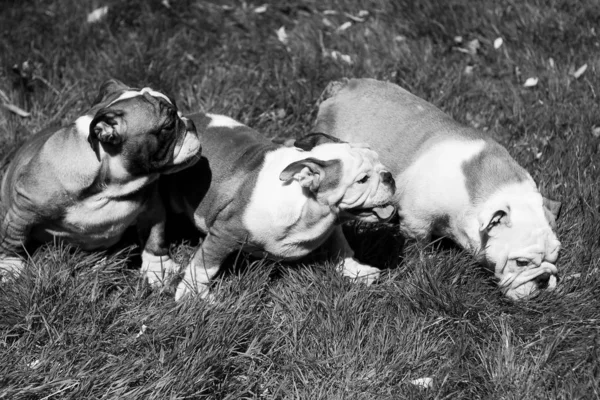 Three puppy breed English bulldog