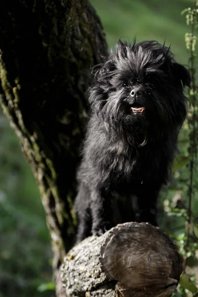 Affenpincher raça cão fica em um toco de árvore — Fotografia de Stock