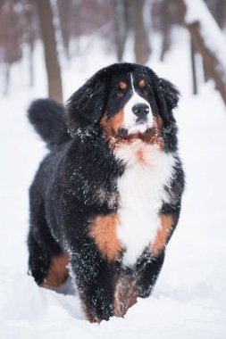 Köpek Bernese Dağ Köpeği gururla durur