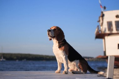 İskelede oturan bir Beagle köpeğinin portresi.