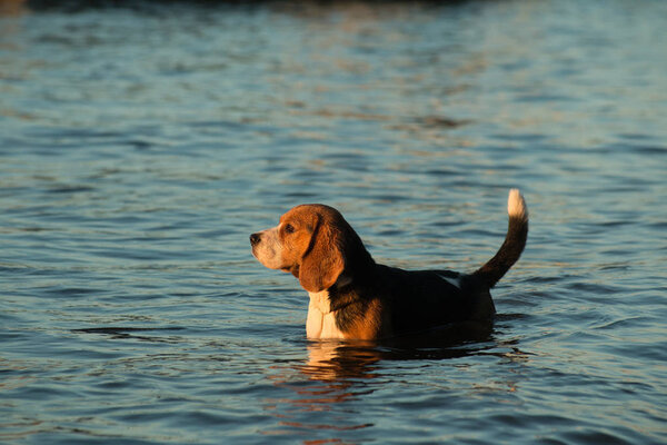 Beagle dog stands in the water