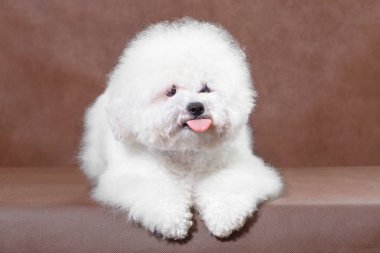 Kahverengi arka planda beyaz köpek dili gösteriyor.