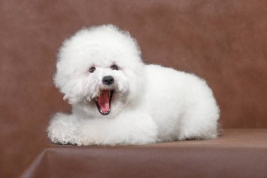 Bichon Frize dog lies and yawns on a brown background clipart