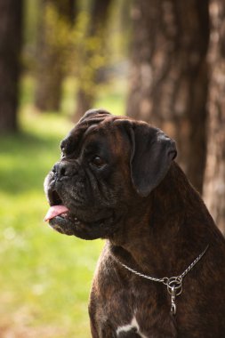 Portrait of an elderly German boxer breed dog in the forest clipart