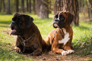 İki Alman boksör köpeği.