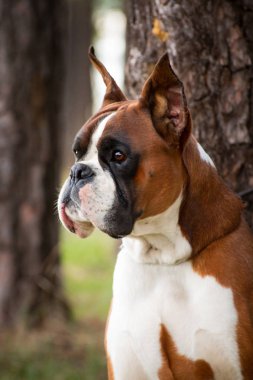 Kızıl bir köpeğin portresi Alman boksör.