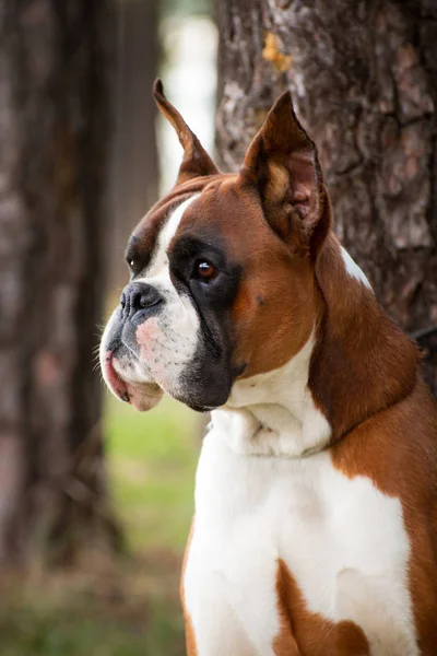 Kızıl bir köpeğin portresi Alman boksör.