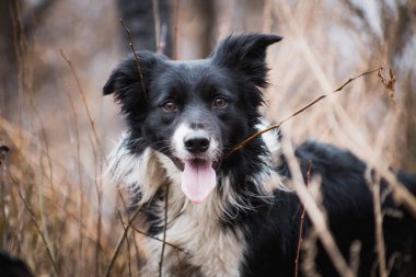 Çoban köpeği, Border Collie 'yi yürüyüşe çıkarmış.