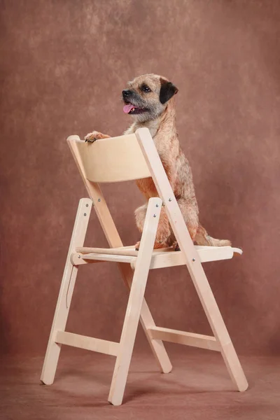 A trained dog breed Border Terrier sits on a chair