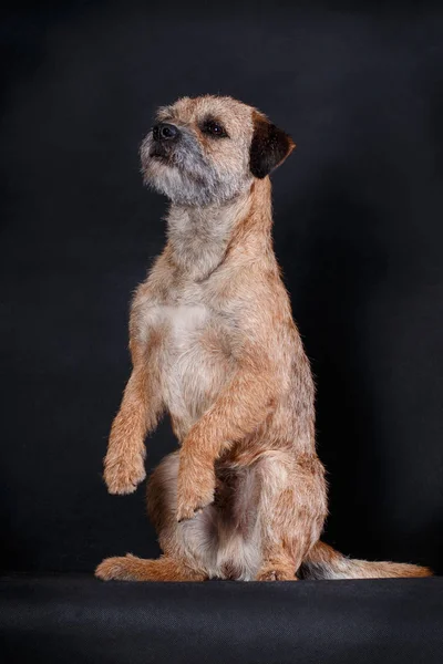 Trained dog breed Border Terrier in the studio