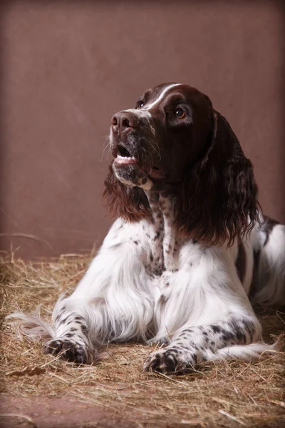 Dogs breed Springer Spaniel, brown-white color, lies in the hay on a brown background in a photo studio indoors