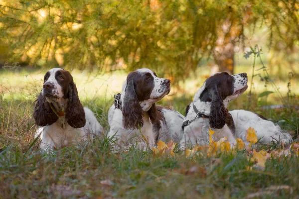 Three white-brown Springer Spaniel dogs lying in the fall under a branch with yellow leaves outdoors