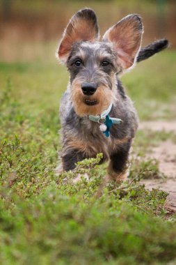 Neşeli tel saçlı dachshund köpek yavrusu çimde koşuyor, kulaklarını sallıyor.