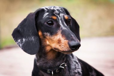 Bir Dachshund köpeği portresi, mermer rengi, açık hava.