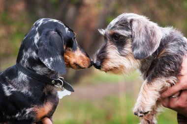 Dachshun 'lar, tel saçlı ve bilyeliler, arkadaşlar ve birbirlerini kokluyorlar, burunlarına dokunuyorlar, dışarıda, sahiplerinin ellerinde.