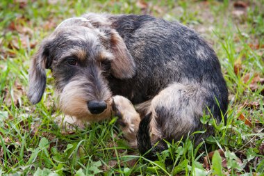 Tel saçlı küçük Dachshund köpeği arka pençesiyle kulağını tırmalıyor, çimlerin üzerinde.
