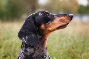 Dachshund köpeği portresi, mermer rengi, açık hava profili, yeşilliğin arka planına karşı.