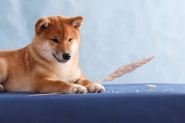 Japon Shiba Inu cinsinin yalancı köpeği kapalı bir fotoğraf stüdyosunun mavi arka planında pençelerini tutuyor.