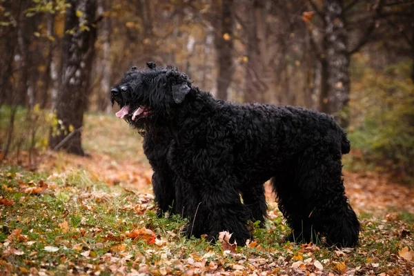 Two Large Black Dogs Russian Black Terrier Breed Large Formidable — Stock Photo, Image