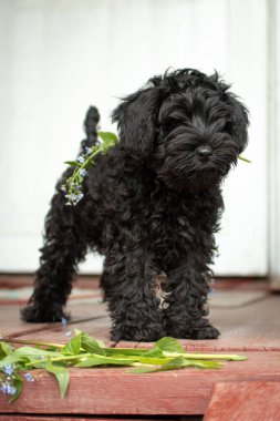 Kırmızı basamaklarda siyah romantik minyatür schnauzer köpek yavrusu ve kırsalda 