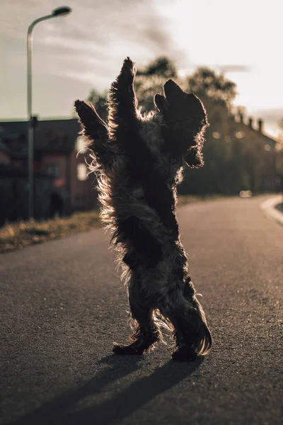 Schöne Junge Cocker Spaniel Geht Für Einen Spaziergang Der Nacht — Stockfoto