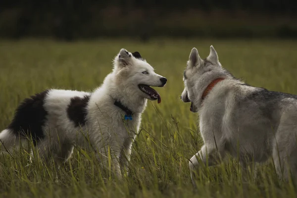 Cucciolo Della Laika Yakutiana Sul Campo Husky — Foto Stock