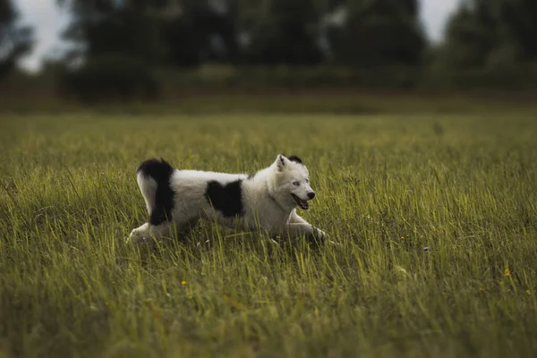 Liten Valp Yakutian Laika Fält — Stockfoto