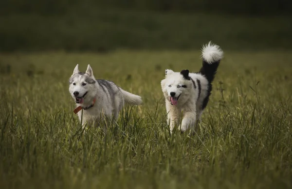 Cucciolo Della Laika Yakutiana Sul Campo Husky — Foto Stock