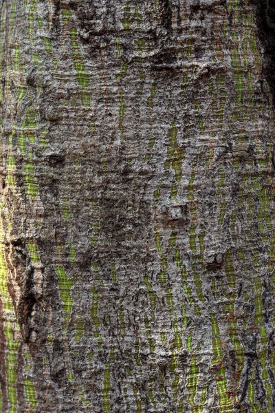 深色和浅色木材树皮及暴露毛孔的背景质感 — 图库照片