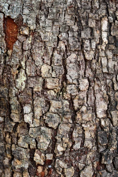 暗い光の色を持つ木の樹皮の背景テクスチャだけでなく 露出毛穴 — ストック写真