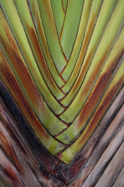 Muz vantilatörü deseni süslemeli bitki kılıfı.