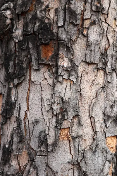 背景や背景を使った木の樹皮の質感 — ストック写真