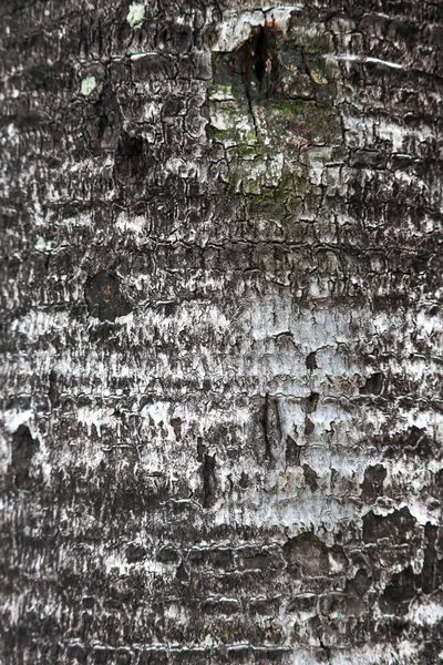 背景や背景を使った木の樹皮の質感 — ストック写真