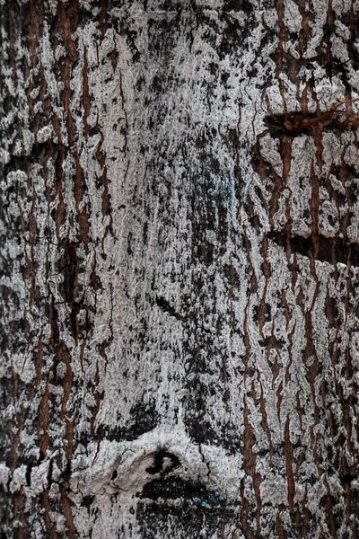 Текстура Коры Дерева Заднем Плане Заднем Плане — стоковое фото