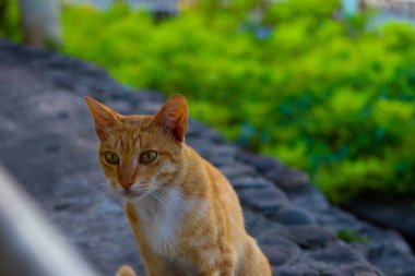 Keskin bakışlı turuncu bir kedi.