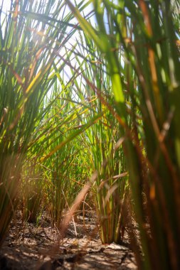 pirinç ağaçları alçak bir açıdan görünüyor