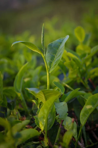 Unga Teblad Fortfarande Trädet — Stockfoto