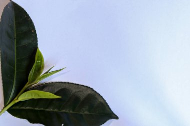Taze yeşil çay yapraklarıyla süslenmiş beyaz arkaplan
