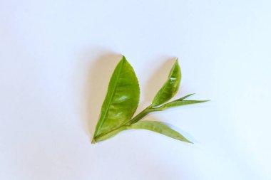 Taze çay yaprakları izole edilmiş beyaz arkaplan