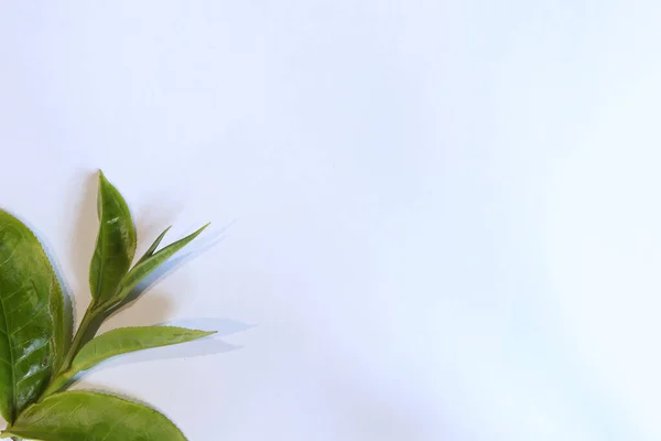 Weißer Hintergrund Mit Kanten Verziert Mit Frischen Grünen Teeblättern Stockfoto