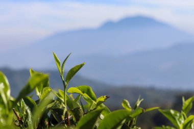 Bulanık dağ zeminli bir çay yaprağı çiftliği.