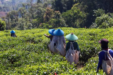Cianjur / Endonezya - 1 Ağustos 2020 Çay tarlalarına gitmek için sırada bekleyen çay toplayıcıları.