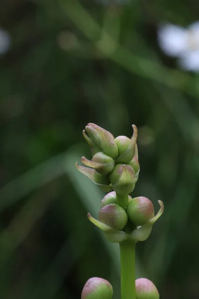 Botões Flor Água Com Fundo Borrão — Fotografia de Stock