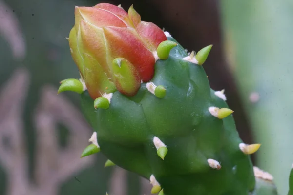 Fleur Cactus Rouge Qui Est Encore Bourgeons Avec Fond Flou — Photo